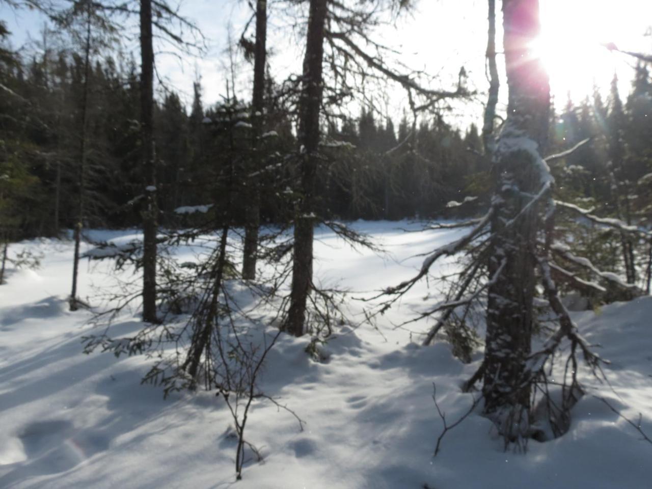 Residence Touristique Lodge Des Bois Saint-Félix-d'Otis Buitenkant foto